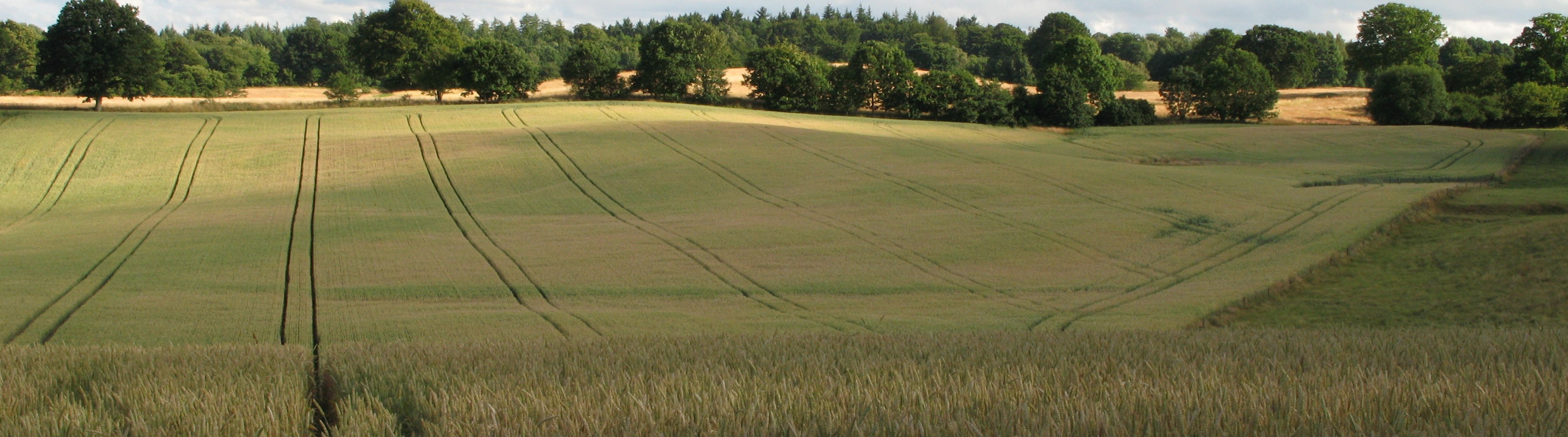 marker_tydelige_traktorspor.jpg